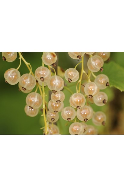 Смородина белая Уайт Холландер